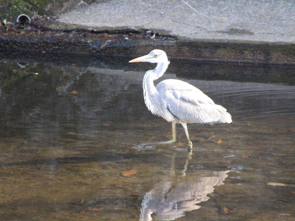 蒼鷺（アオサギ）の写真