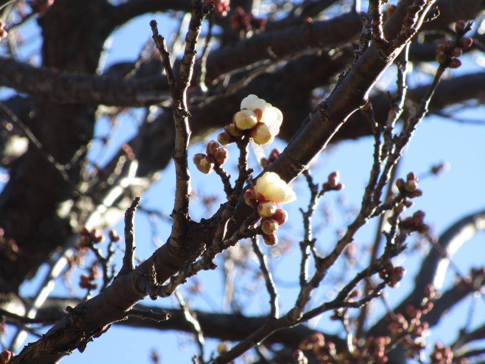 白梅の開花の写真