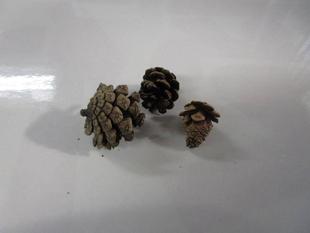 小さな松ぼくり発見