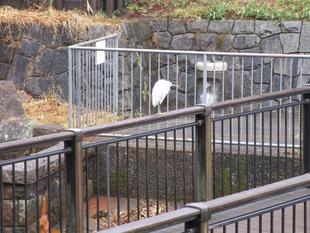 白鷺（シラサギ）