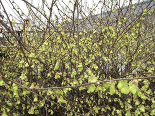 日向水木（ヒュウガミズキ）