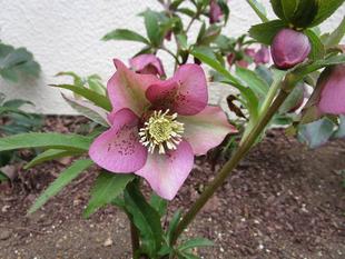 クリスマスローズ