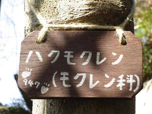 白木蓮（ハクモクレン）