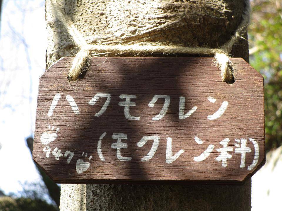 白木蓮(ハクモクレン)の写真
