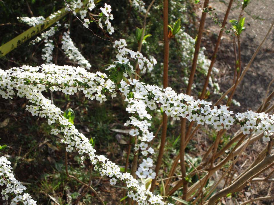 雪柳(ユキヤナギ)の写真