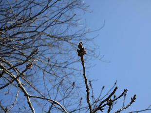 桜開花情報(2022年3月9日)