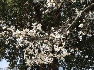 辛夷（コブシ）