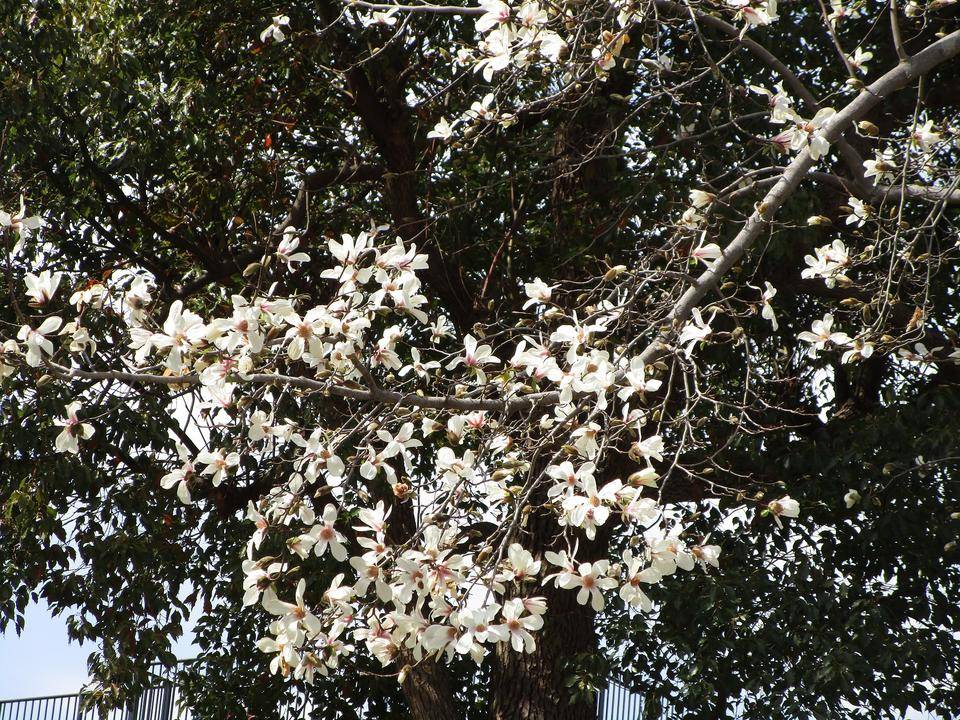 辛夷(コブシ)の写真