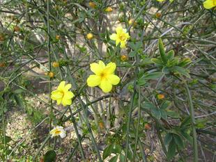雲南黄梅（ウンナンオウバイ）