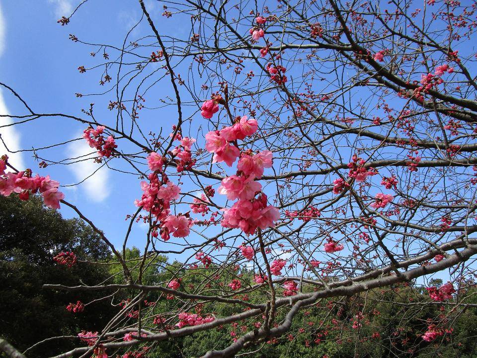 桜開花情報(2022年3月27日)の写真