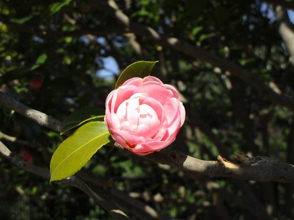 三色の椿の花の写真