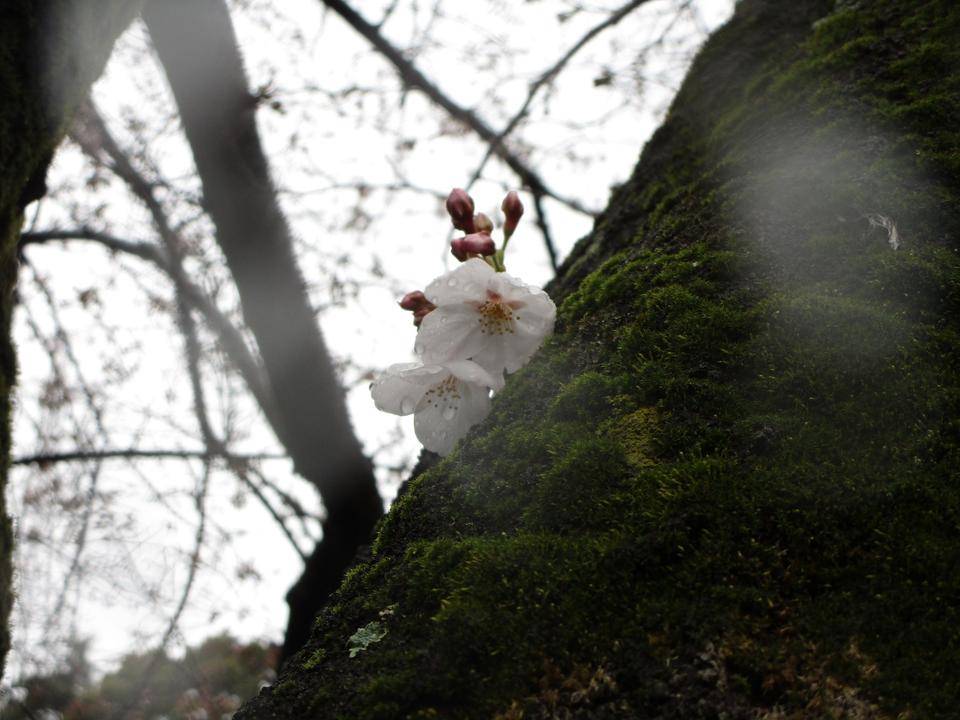 桜開花情報(2022年3月22日)の写真