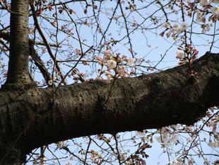 桜開花情報(2022年3月25日)