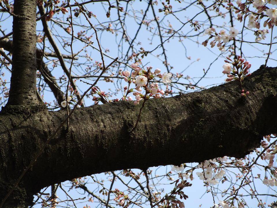 桜開花情報(2022年3月25日)の写真