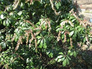 馬酔木（アセビ）