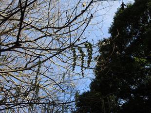 木五倍子（キブシ）