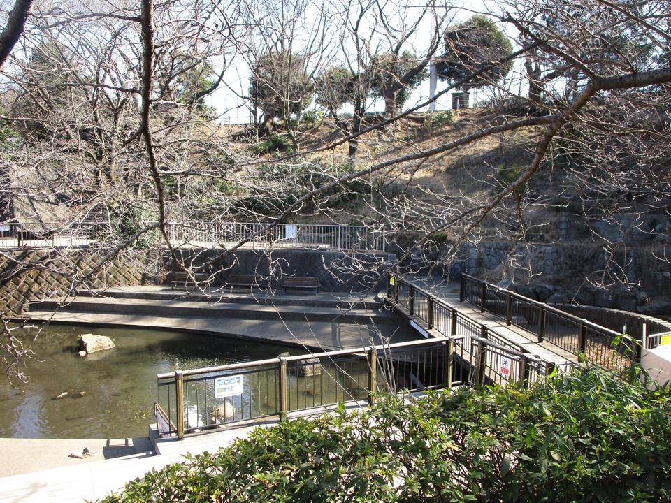 桜開花情報(2022年2月28日)の写真