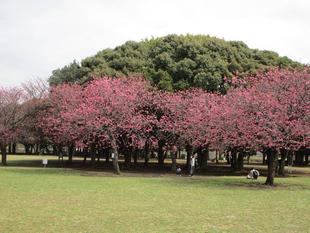 桜開花情報(2022年3月30日)