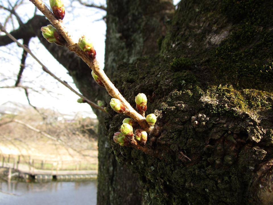 桜開花情報（２０２２年３月16日）の写真