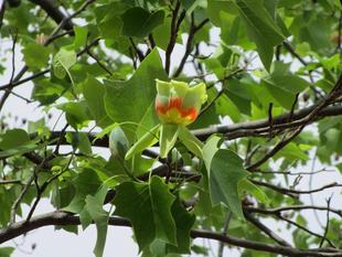 百合の木(ユリノキ)