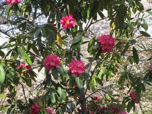 石楠花(シャクナゲ)