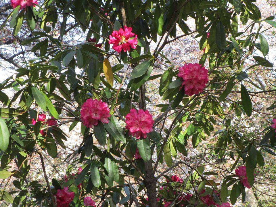 石楠花(シャクナゲ)の写真