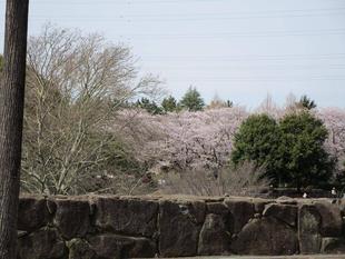桜開花情報(2022年4月2日)