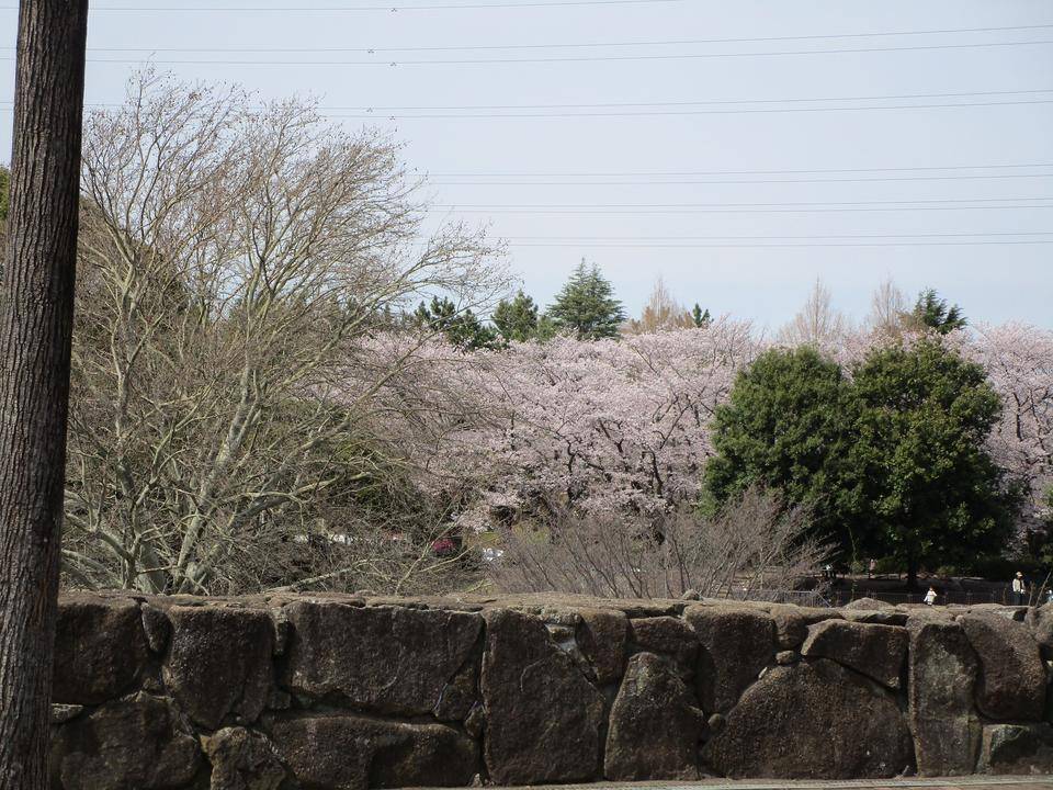 桜開花情報(2022年4月2日)の写真