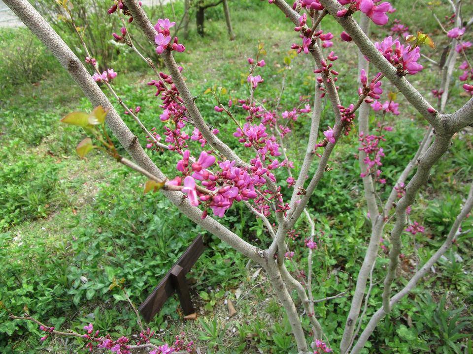 花蘇芳(ハナズオウ)の写真