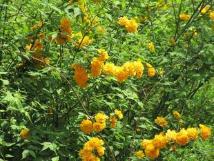 山吹(ヤマブキ)