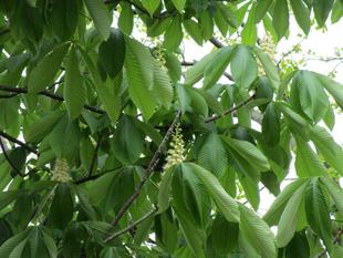 栃の木(トチノキ)
