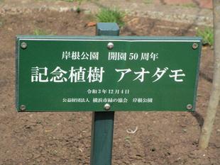 アオダモの新芽