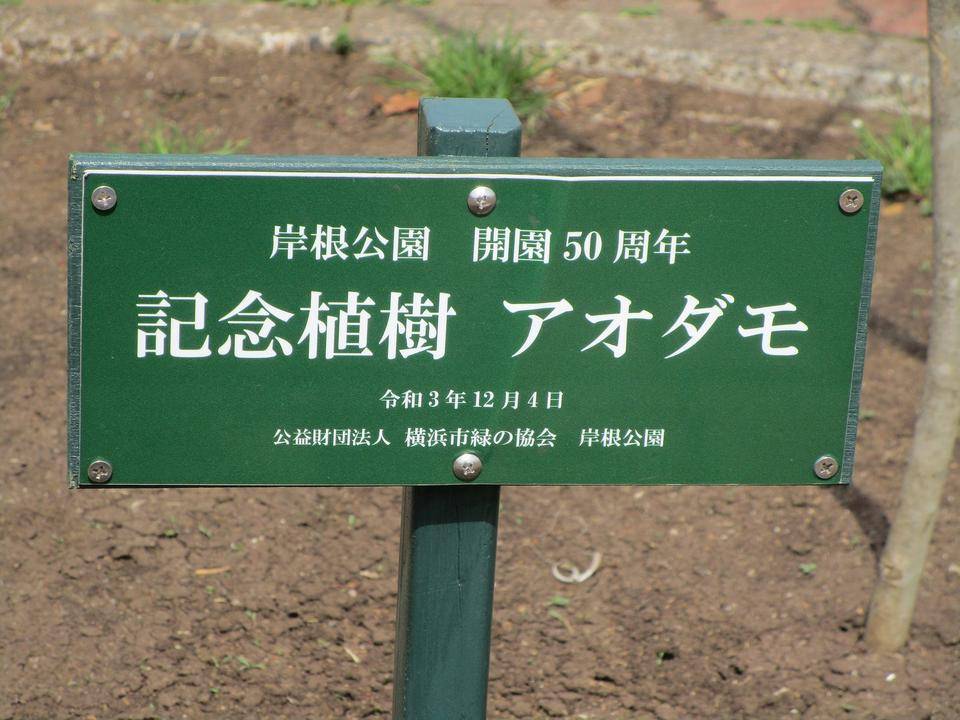 アオダモの新芽の写真