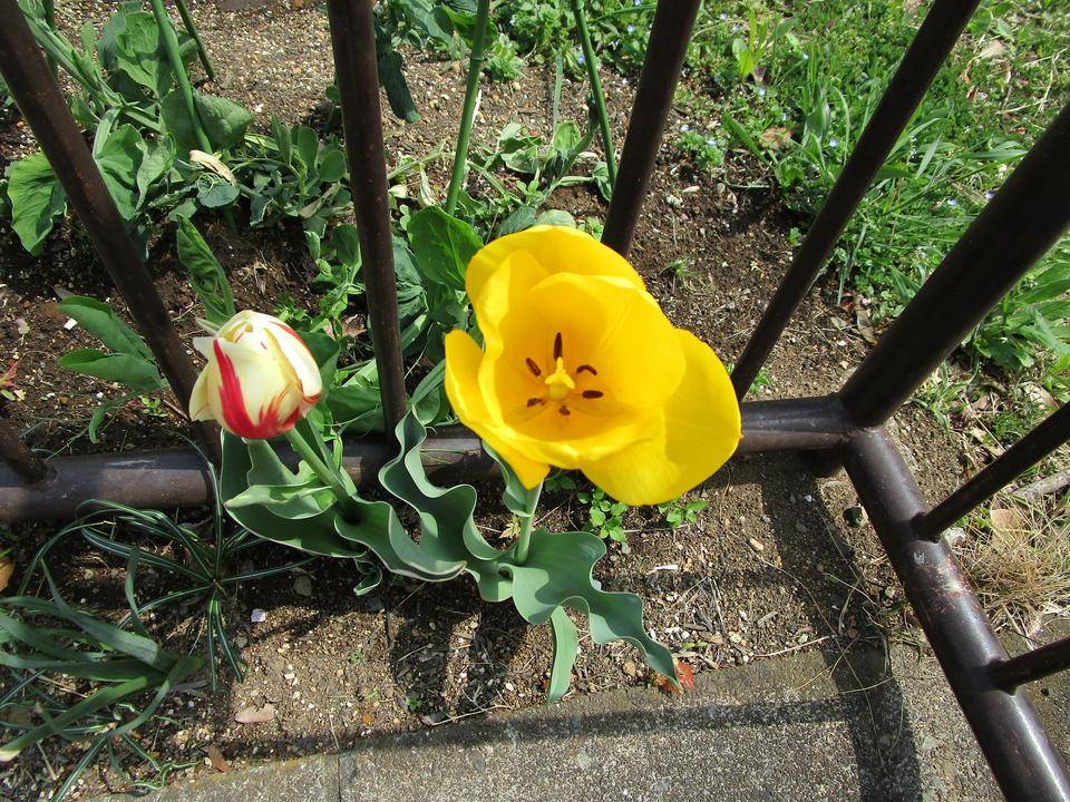 チューリップ開花の写真