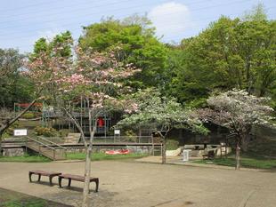 花水木(ハナミズキ)