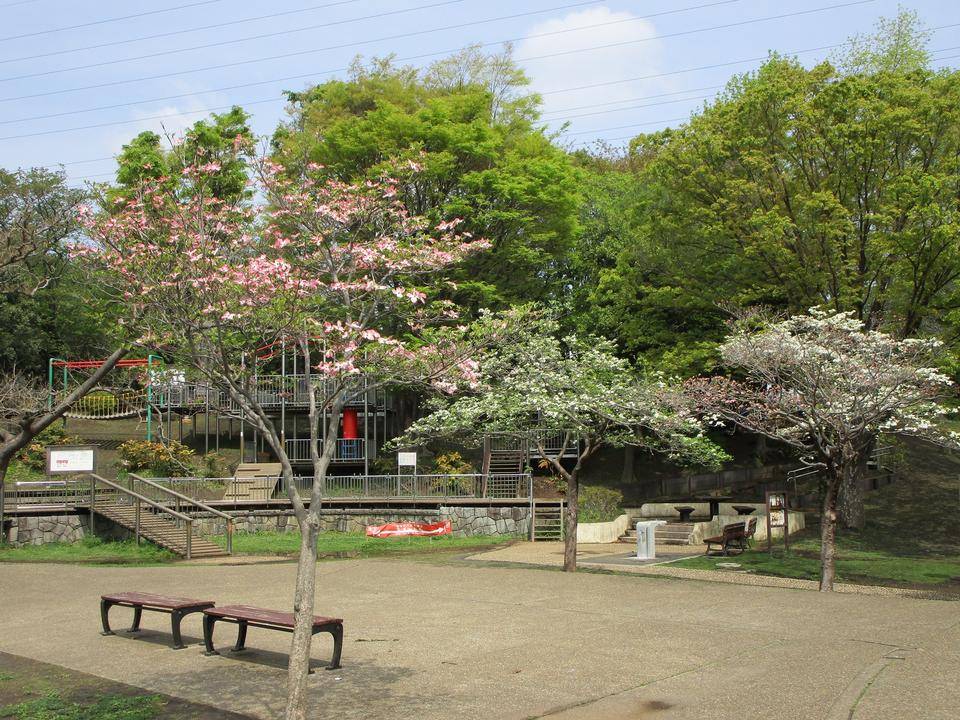 花水木(ハナミズキ)の写真