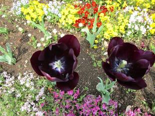 Garden Necklace in Kishine(2022年4月19日)