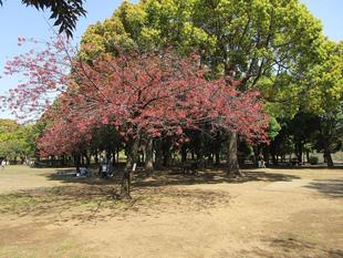 桜開花情報(2022年4月10日)