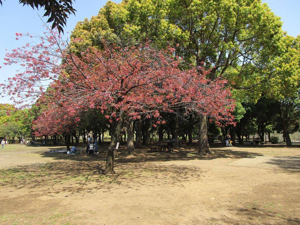 桜開花情報(2022年4月10日)の写真