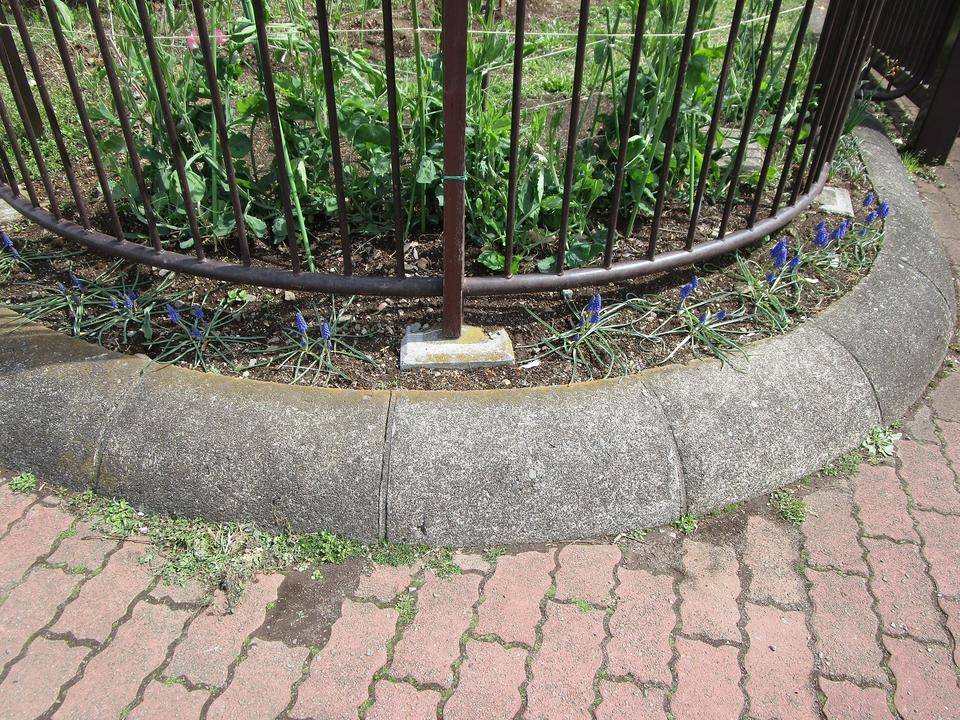 ムスカリの花||ブログ|岸根公園公式サイト|公益財団法人 横浜 ムスカリの花||ブログ|岸根公園公式サイト|公益財団法人 横浜