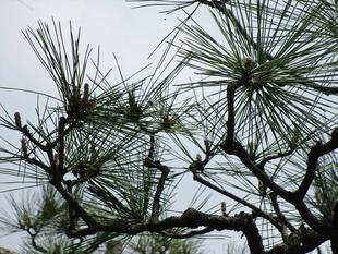 松のお手入れ「みどり摘み」