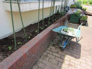 グリーンカーテン①