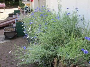 矢車菊（ヤグルマギク）