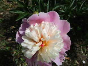 芍薬（シャクヤク）