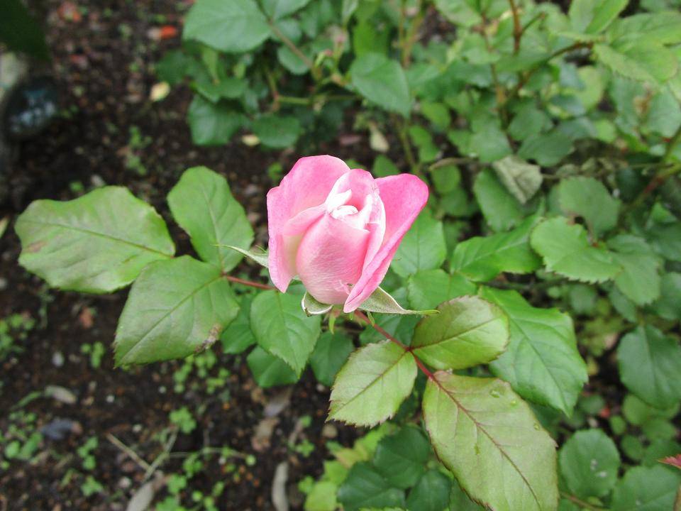 薔薇(バラ)開花の写真