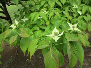 山法師（ヤマボウシ）