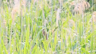 大葦切（オオヨシキリ）