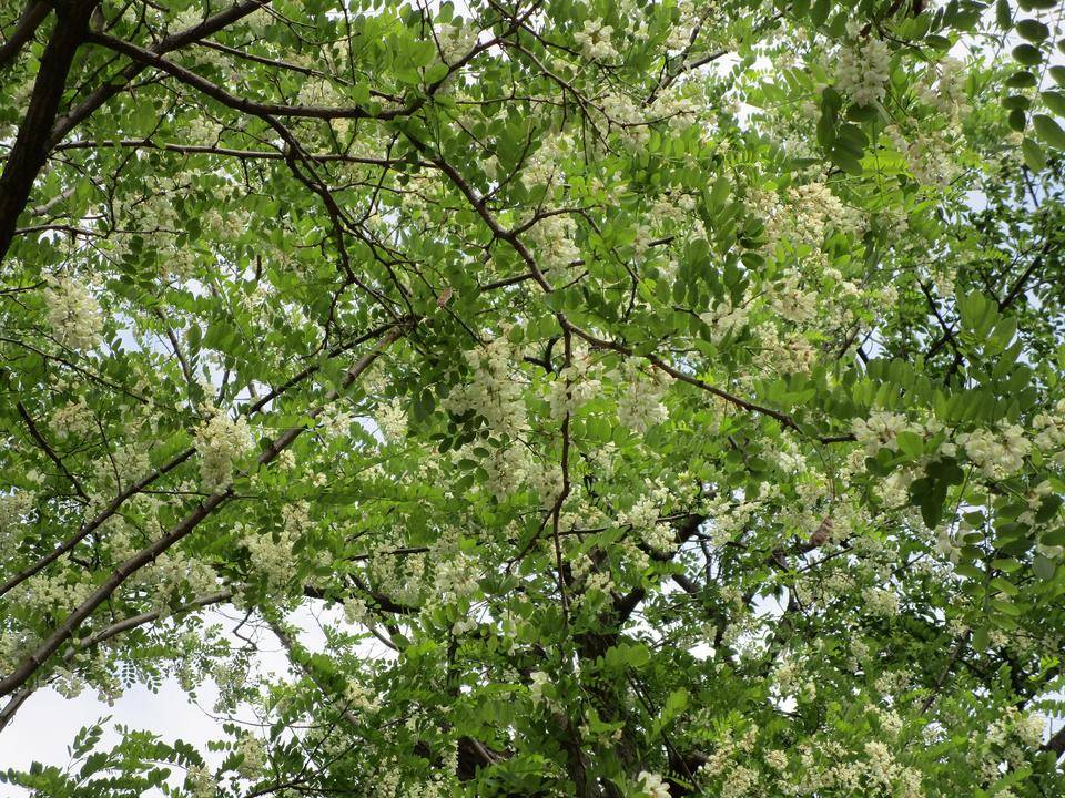 ニセアカシアの写真