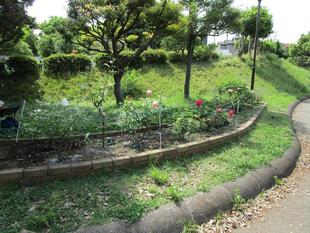 薔薇（バラ）満開