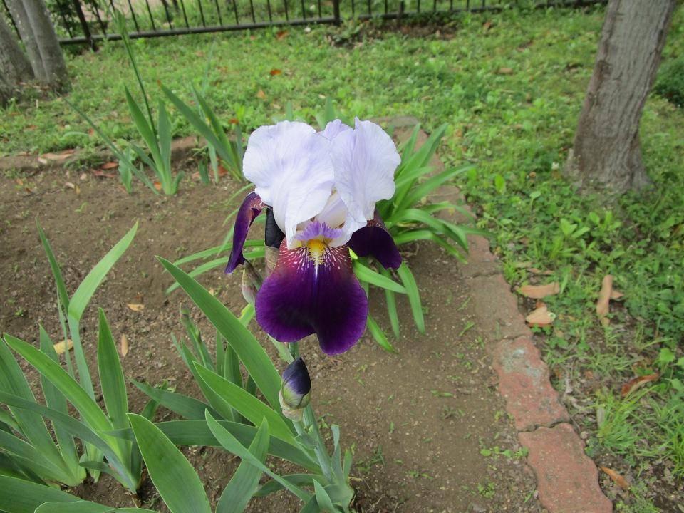 ジャーマンアイリス[ドイツアヤメ]の写真
